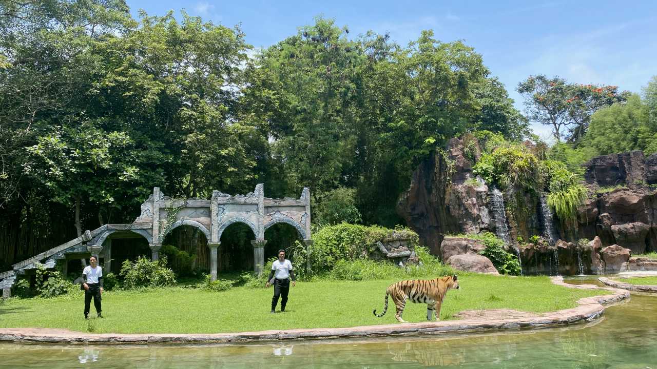 tiger show at bali safari marine park 