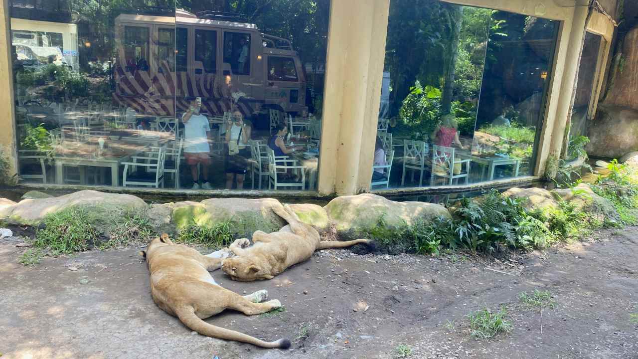 tsavo lion restaurant 