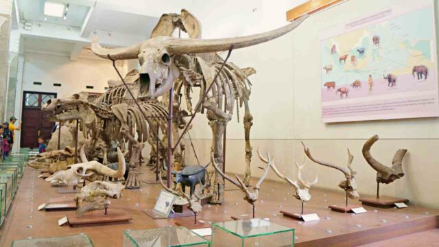 animal fossils collection geology museum bandung
