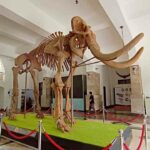 ancient elephant fossil geology museum bandung