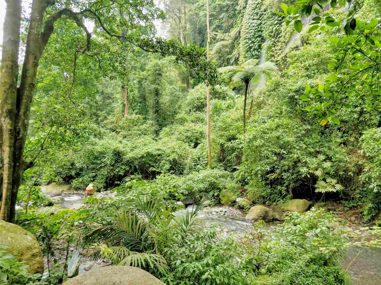 dense forest tiu kelep and sendang gile waterfall 