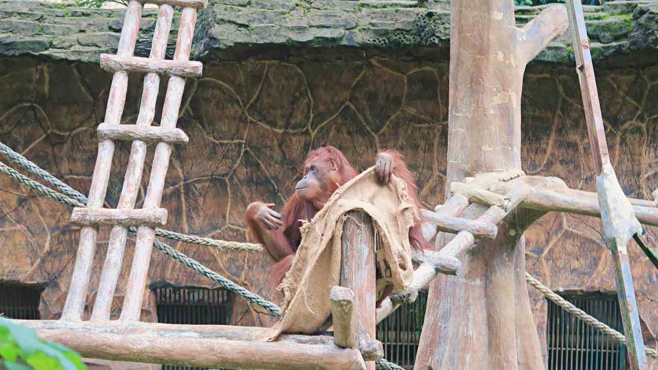 Borneo orangutan