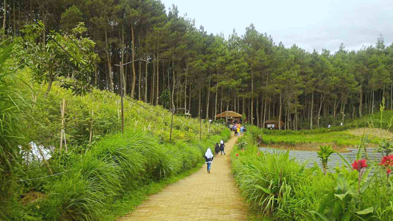 bukit moko pine forest 
