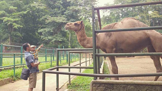 camel bandung zoological garden