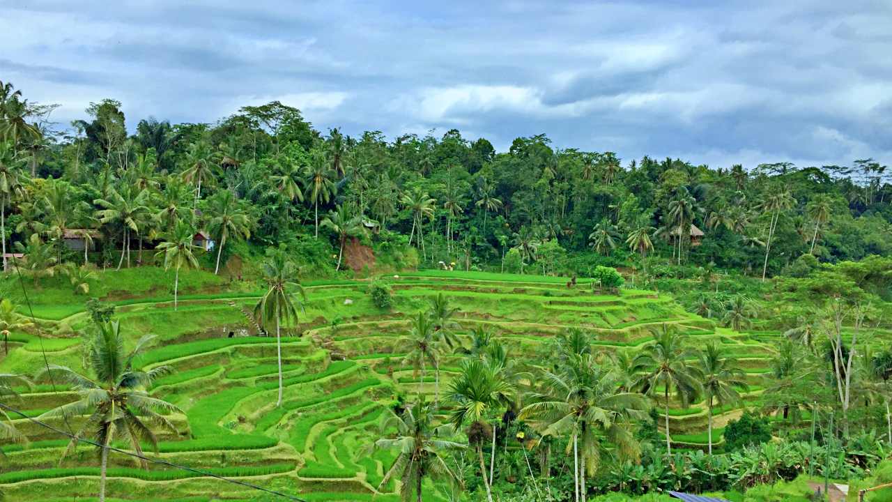 cekung rice terrace