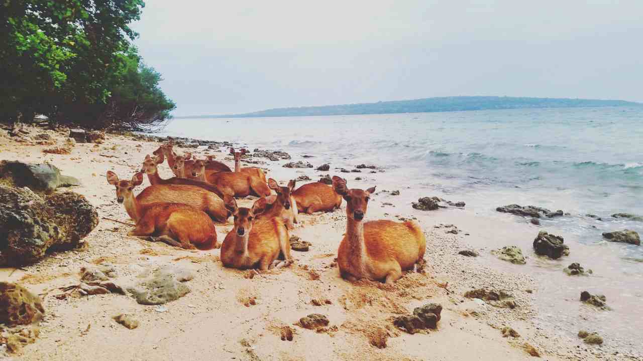 deers in menjangan island