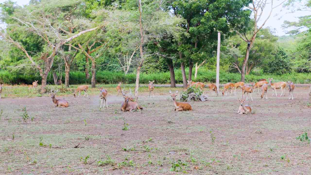 deers in west bali national park 