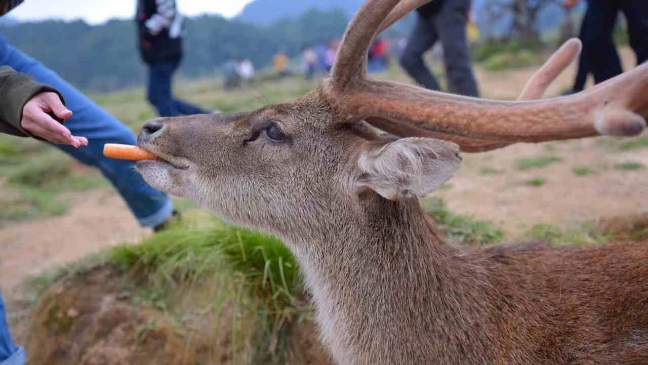feeding deer in ranca upas 
