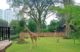 giraffe at bandung zoo