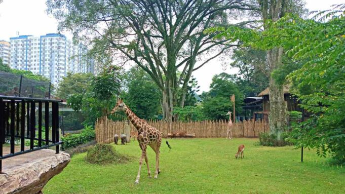 Bandung Zoo Ticket & Animal Show Schedule - IdeTrips