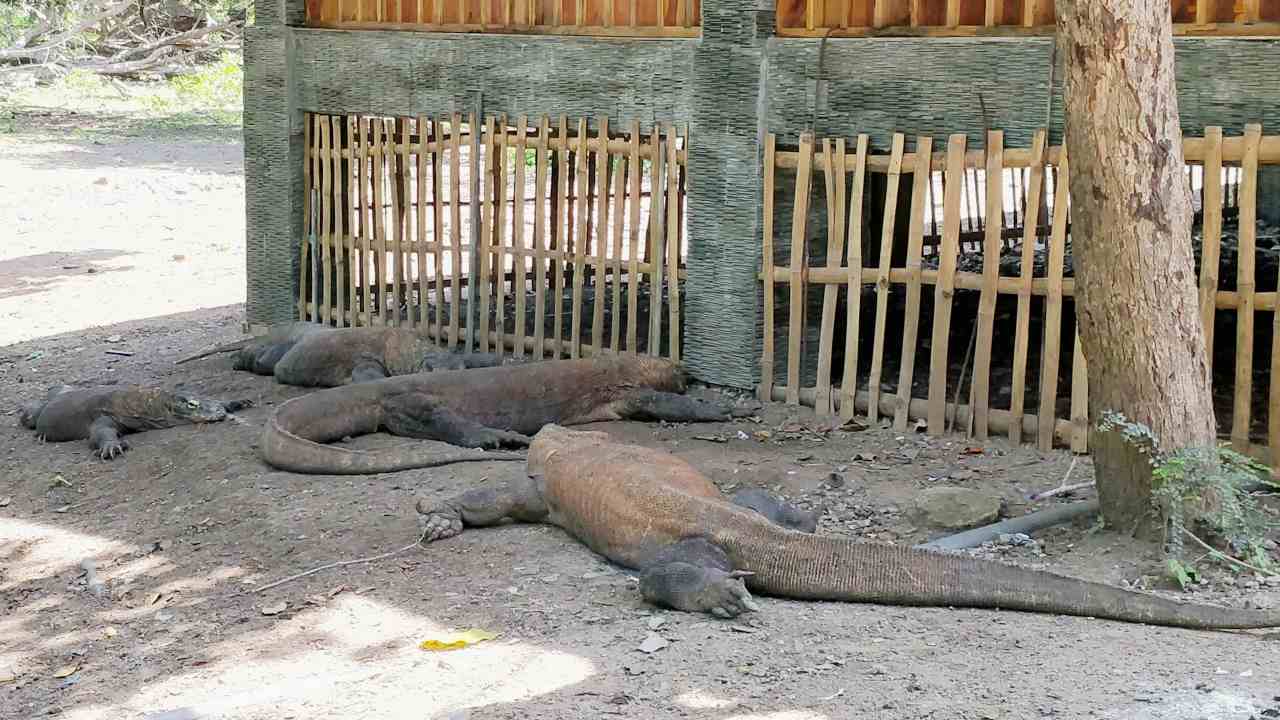 komodo resting 