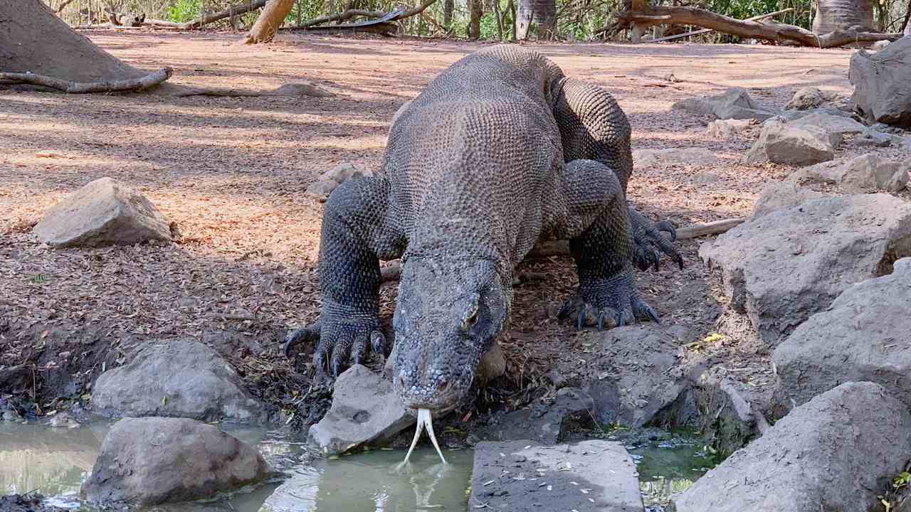 komodo inhabiting the national park