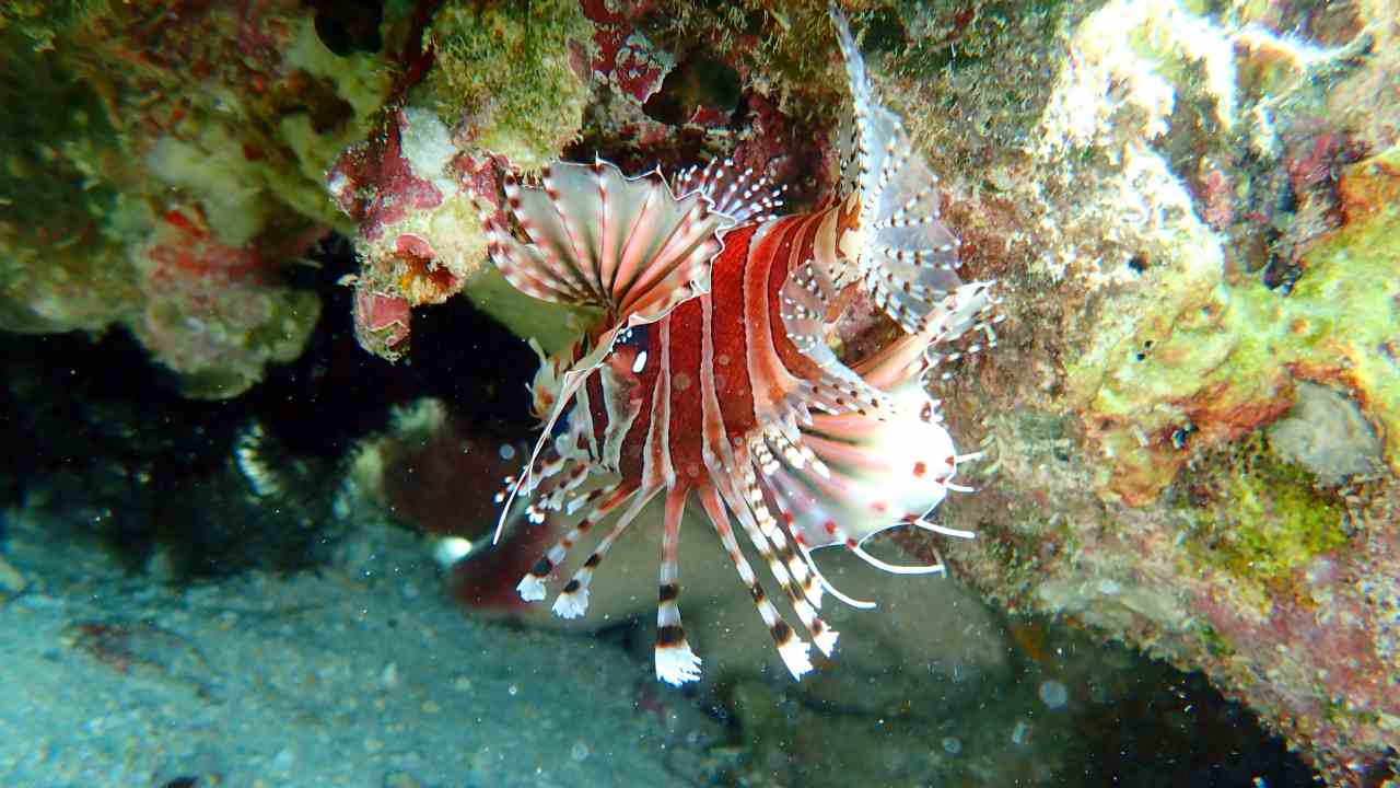 menjangan island underwater