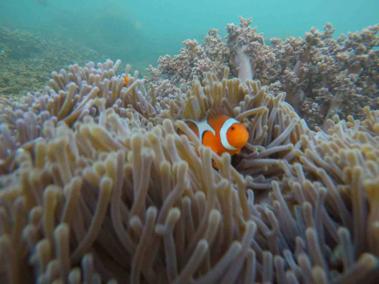 nemo fish in menjangan island 