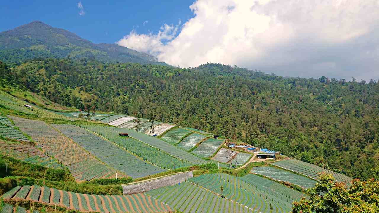 cetho temple, plantation landscape 