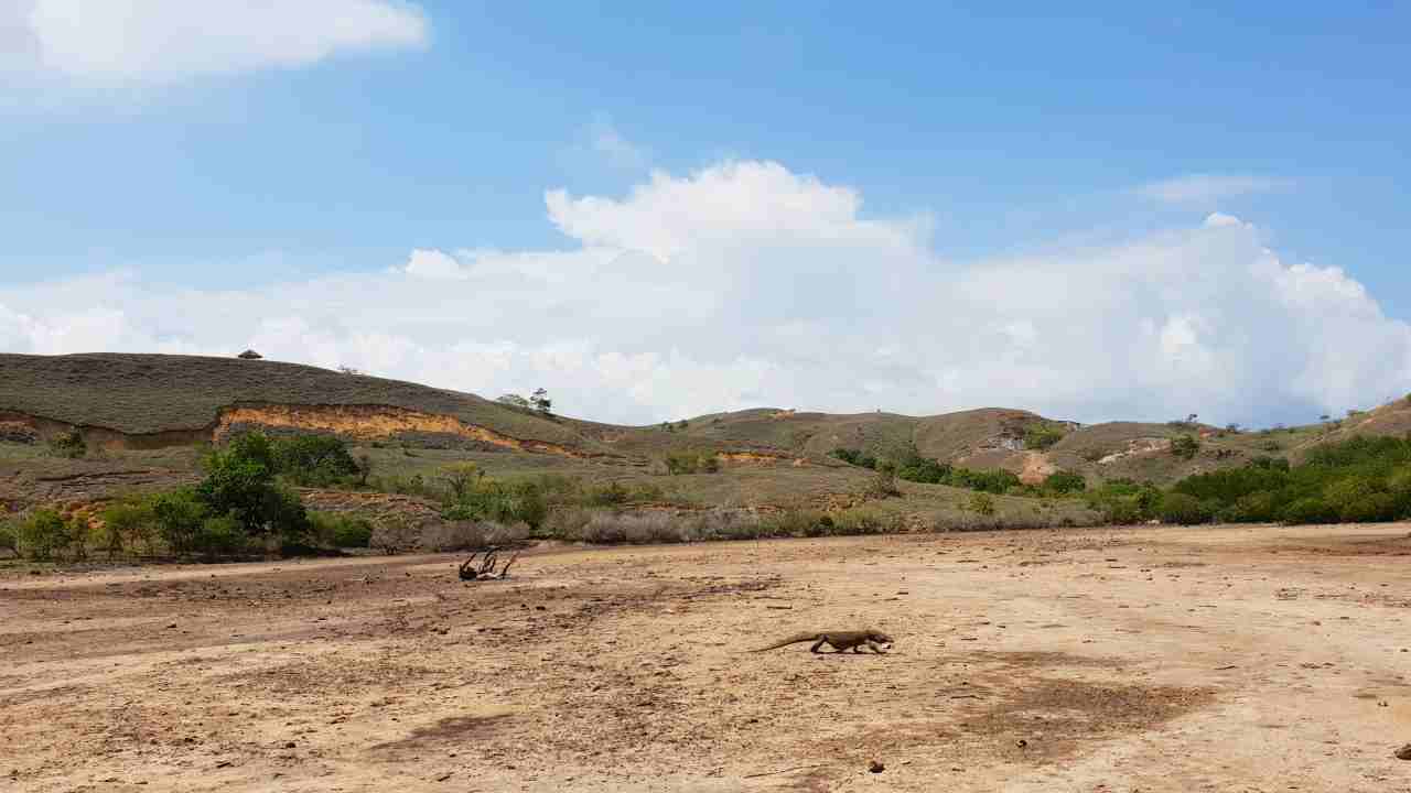 komodo in rinca island 