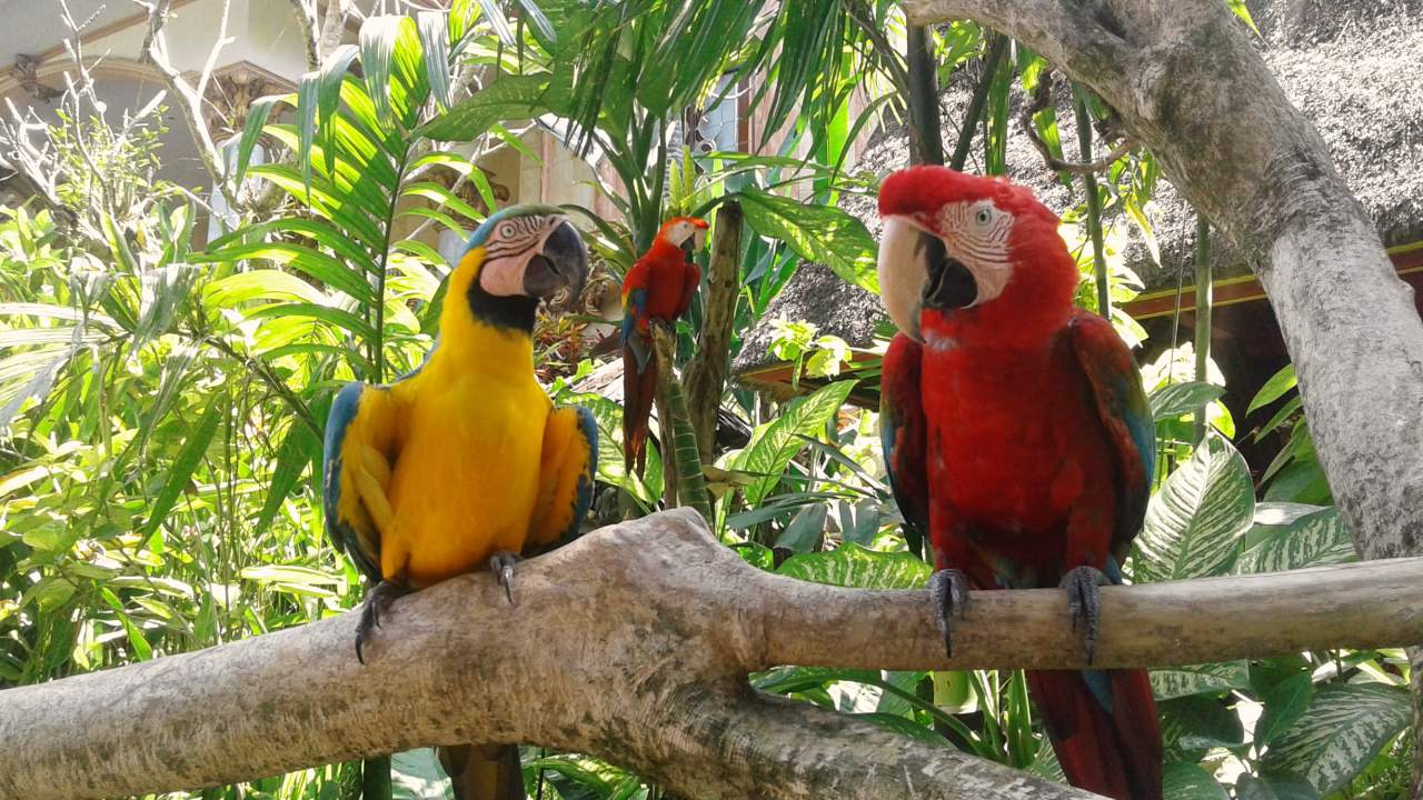 friendly parrots