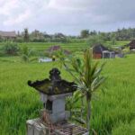 Campuhan paddy field