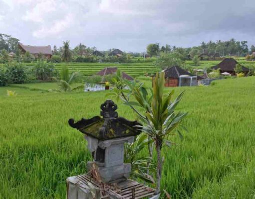 Campuhan paddy field