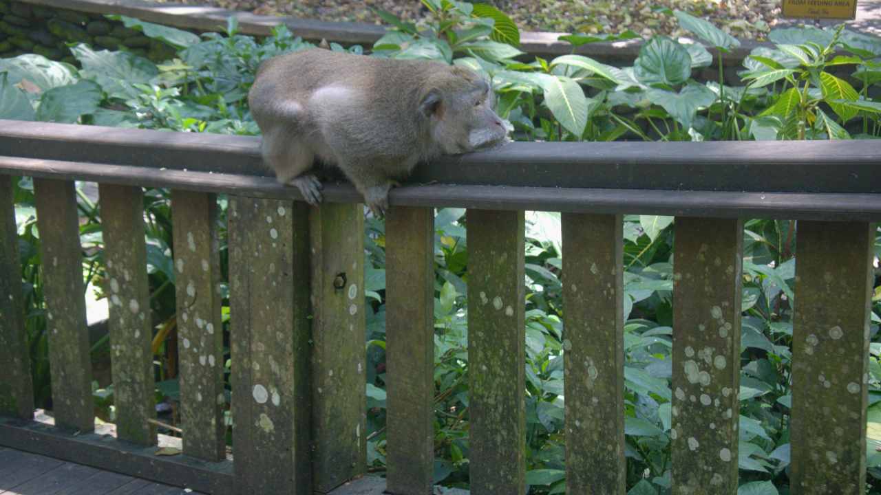 ubud monkey forest, monkey chilling in the bridge 