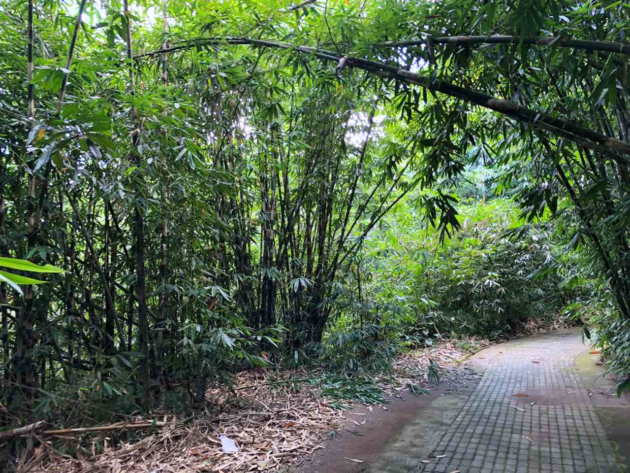 bamboo forest penglipuran 