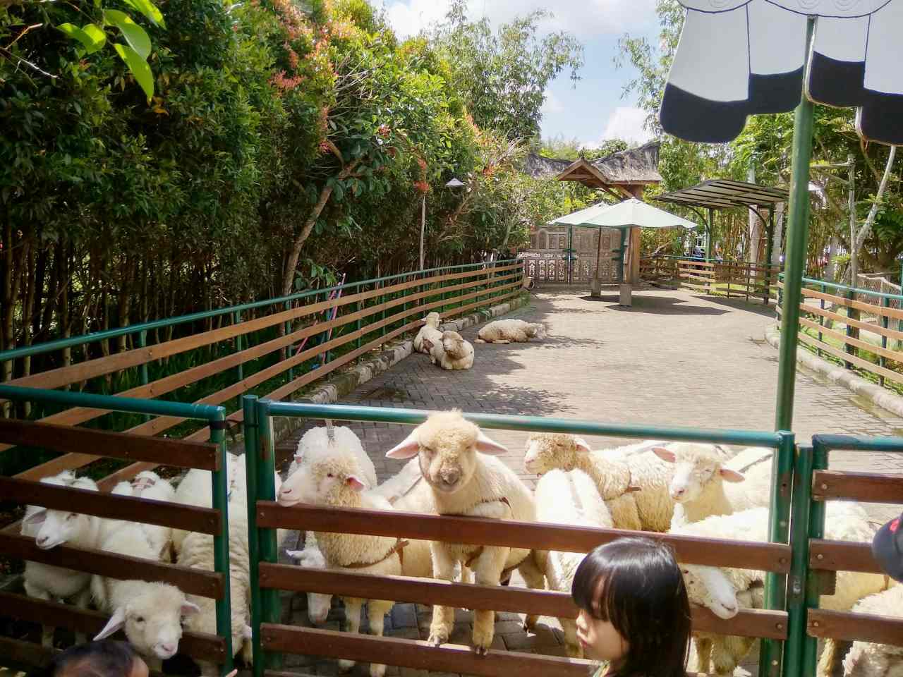 floating market lembang feeding sheep 