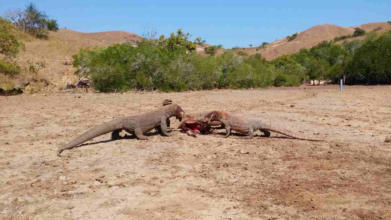 komodo food gathering