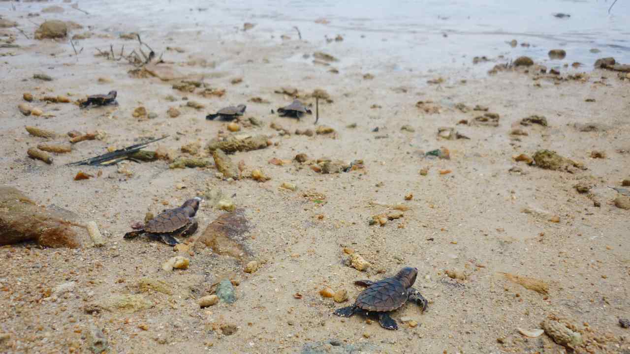 turtles in karimun jawa 