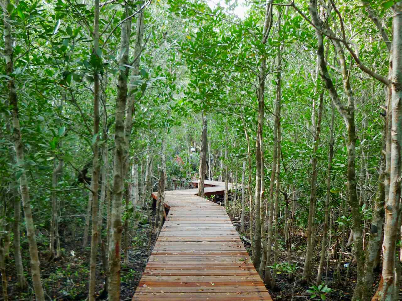 mangrove park karimun jawa 