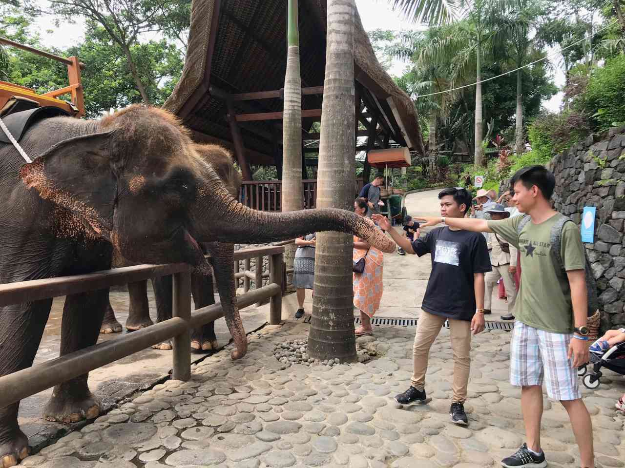 elephants at bali zoo