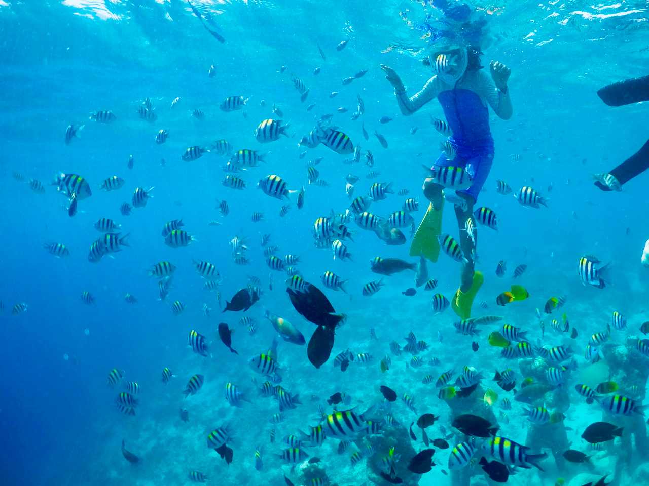 trawangan underwater view  