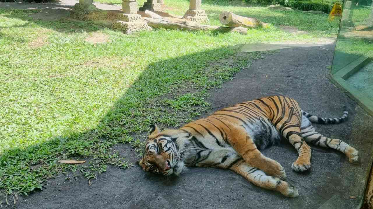 tiger at bali zoo 