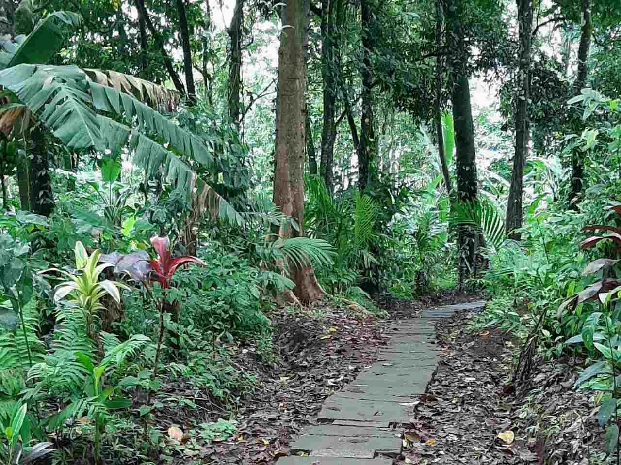 banyu wana amertha waterfall track 