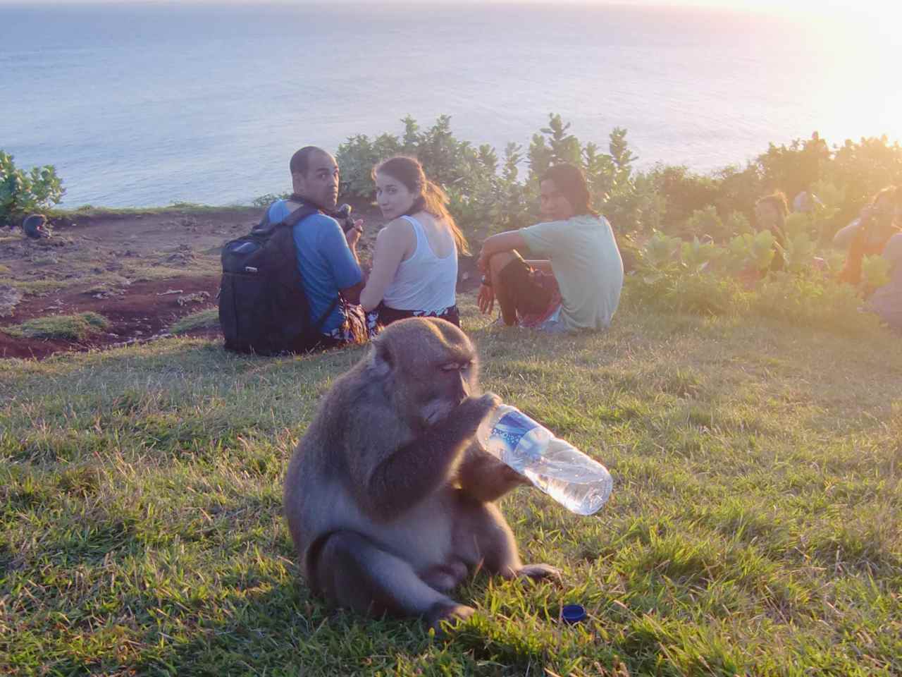 monkey stealing a bottle of water 