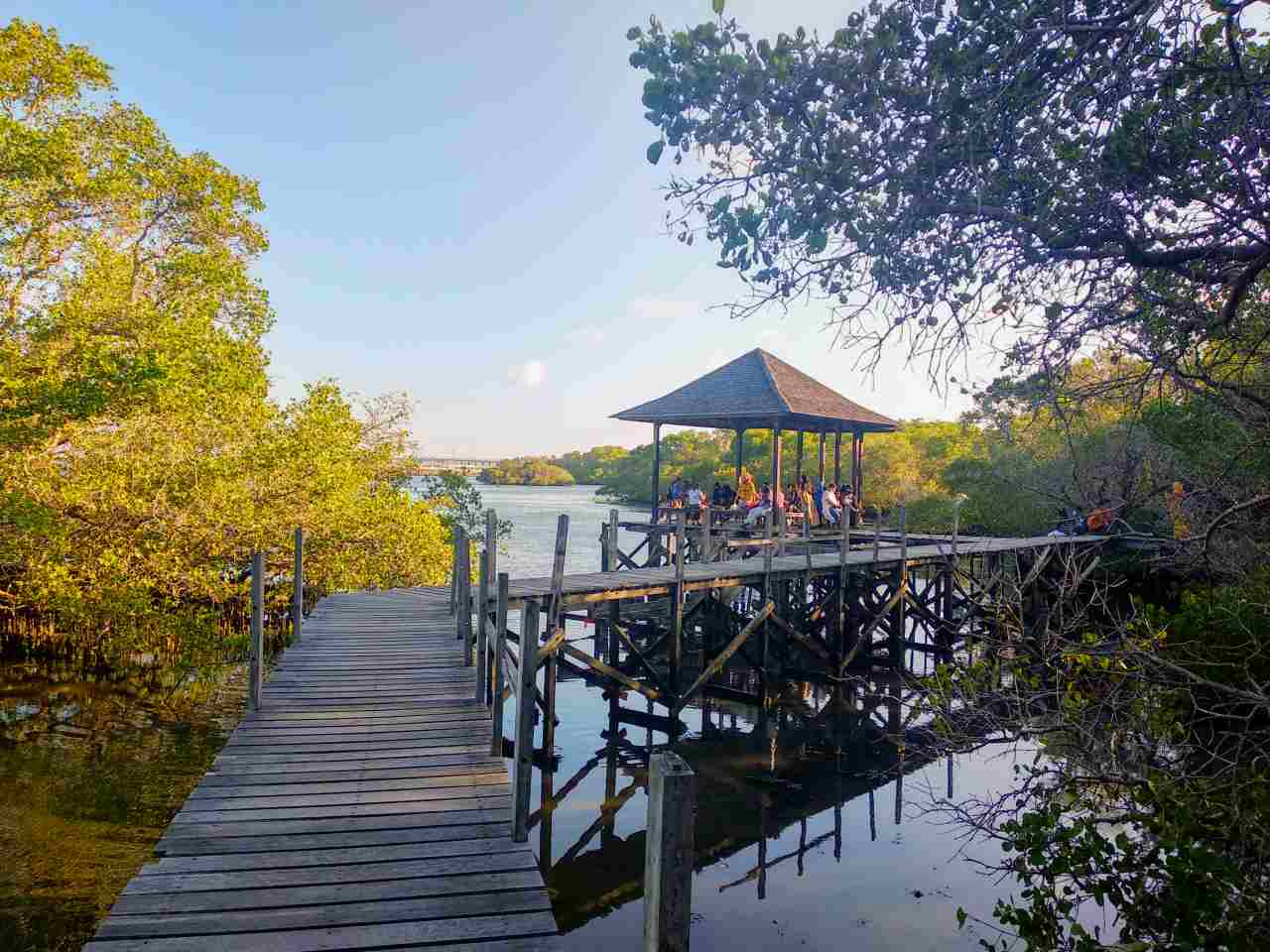 mangrove forest 