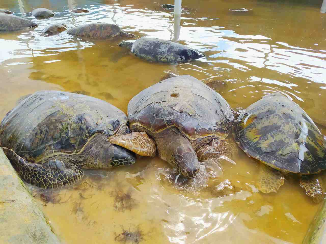 turtles conservation 
