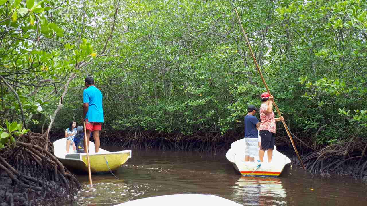 mangrove forest 