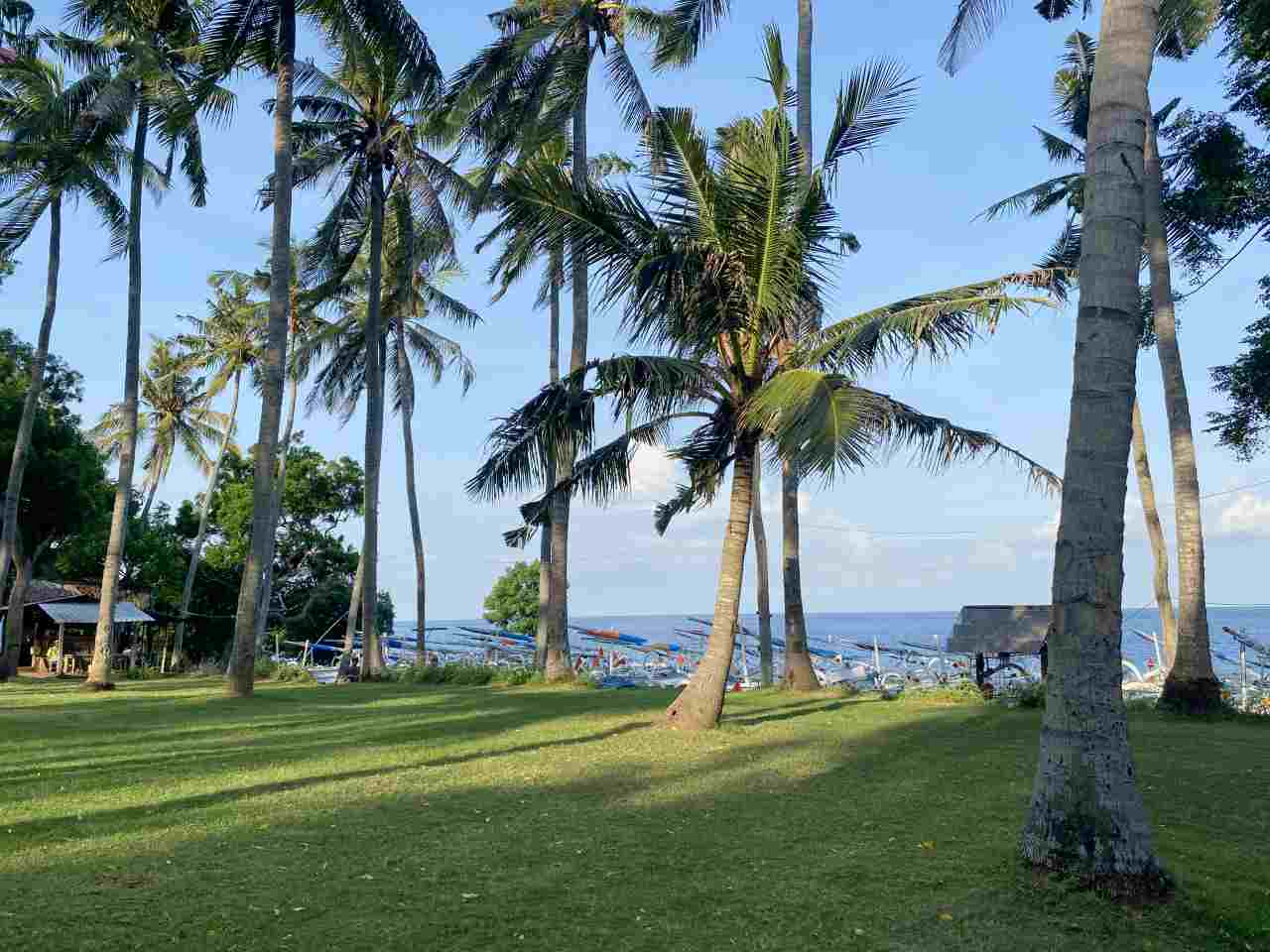 palm trees in virgin beach 