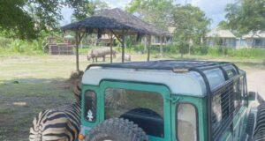 bali safari journey