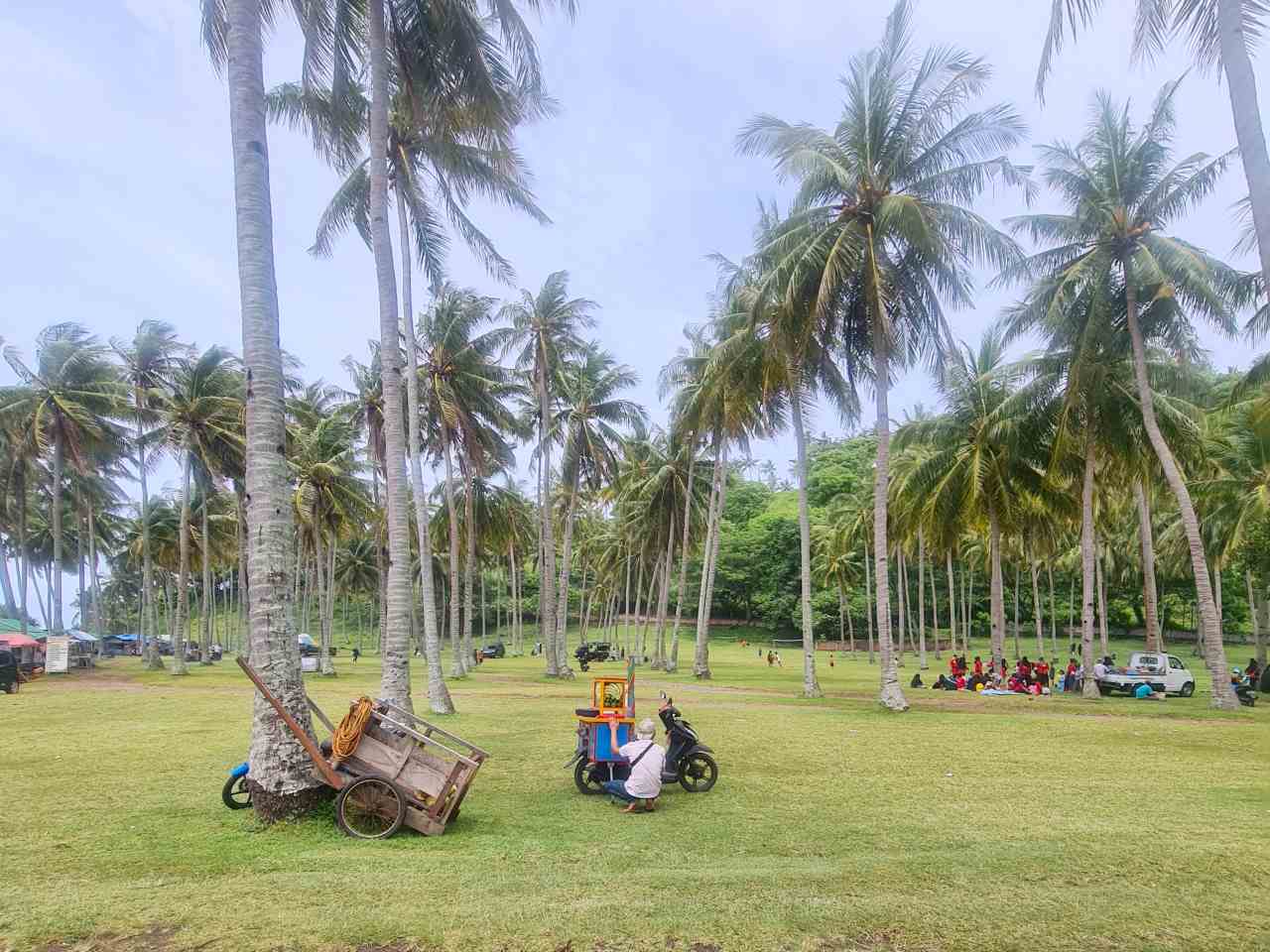 senggigi beach palm trees 