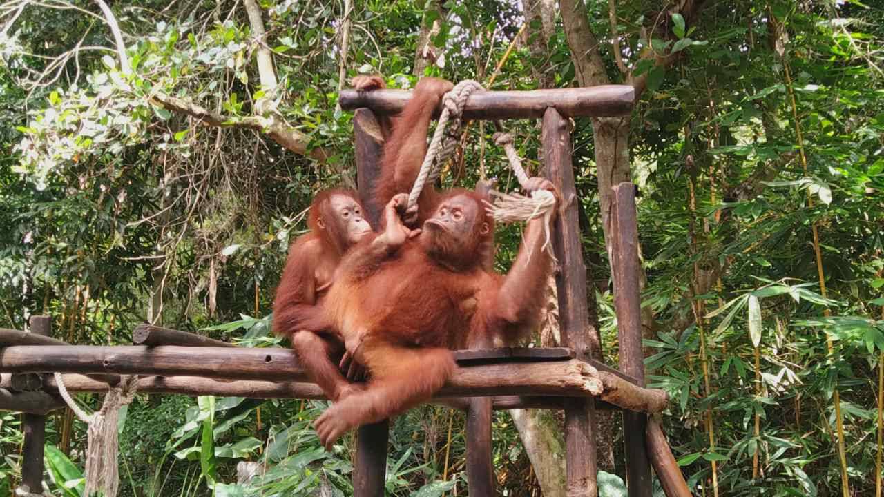 Orangutans in Lombok Wildlife Park 
