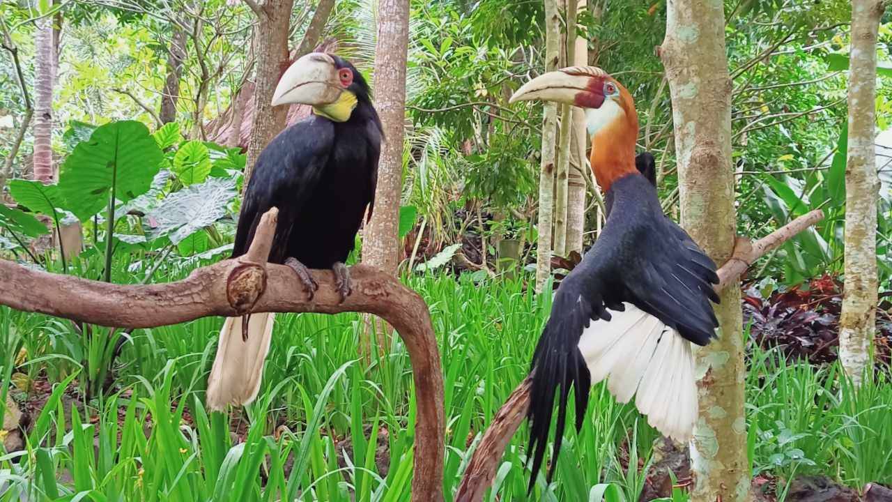 the endemic Sumbawa island hornbill 