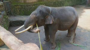 feeding elephant in lombok wildlife park