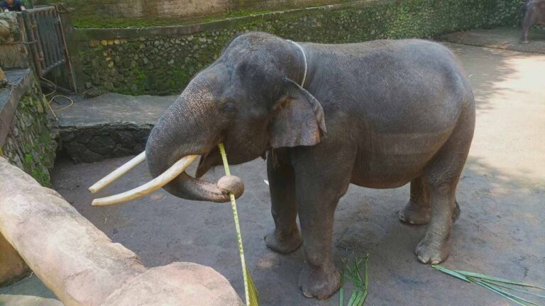 feeding elephant in lombok wildlife park