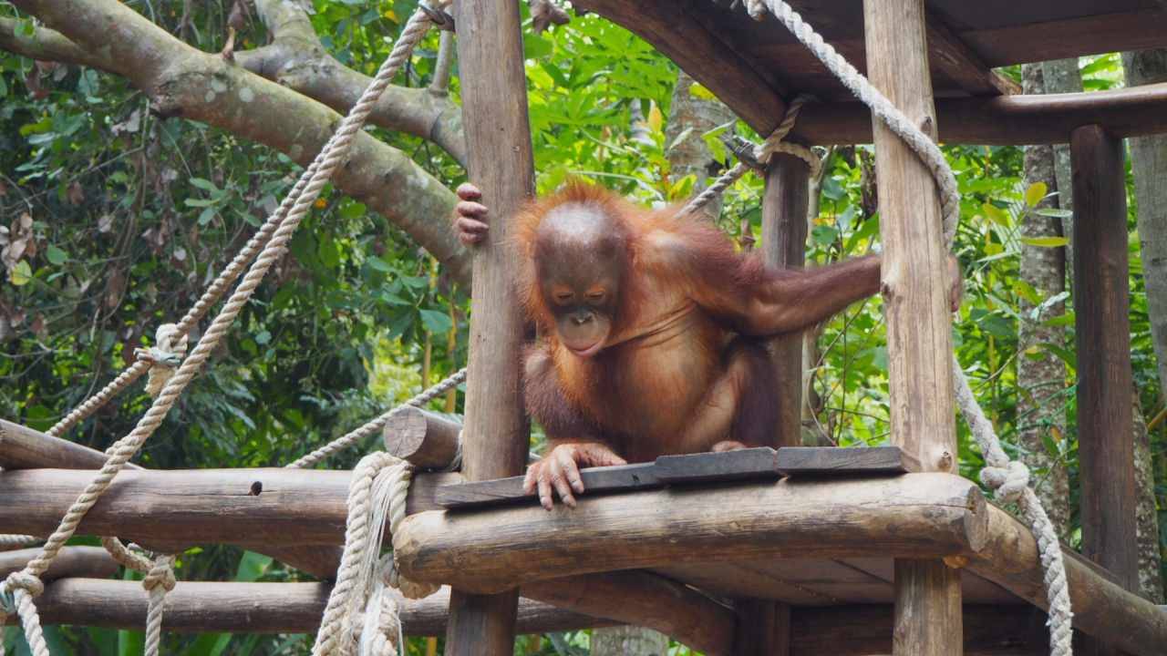 orang utan zone in lombok wildlife park 