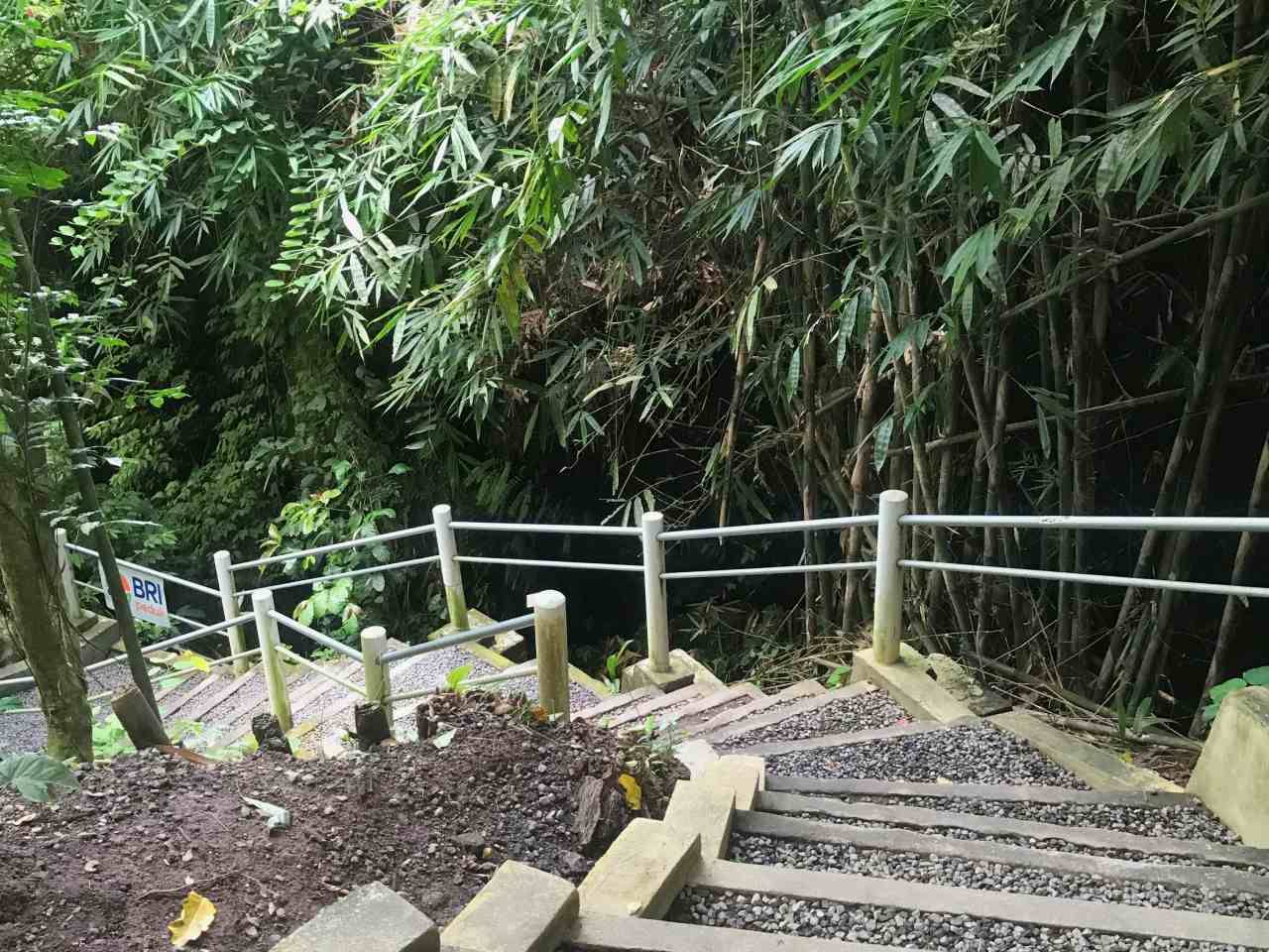 concrete stairs and bamboo little forest