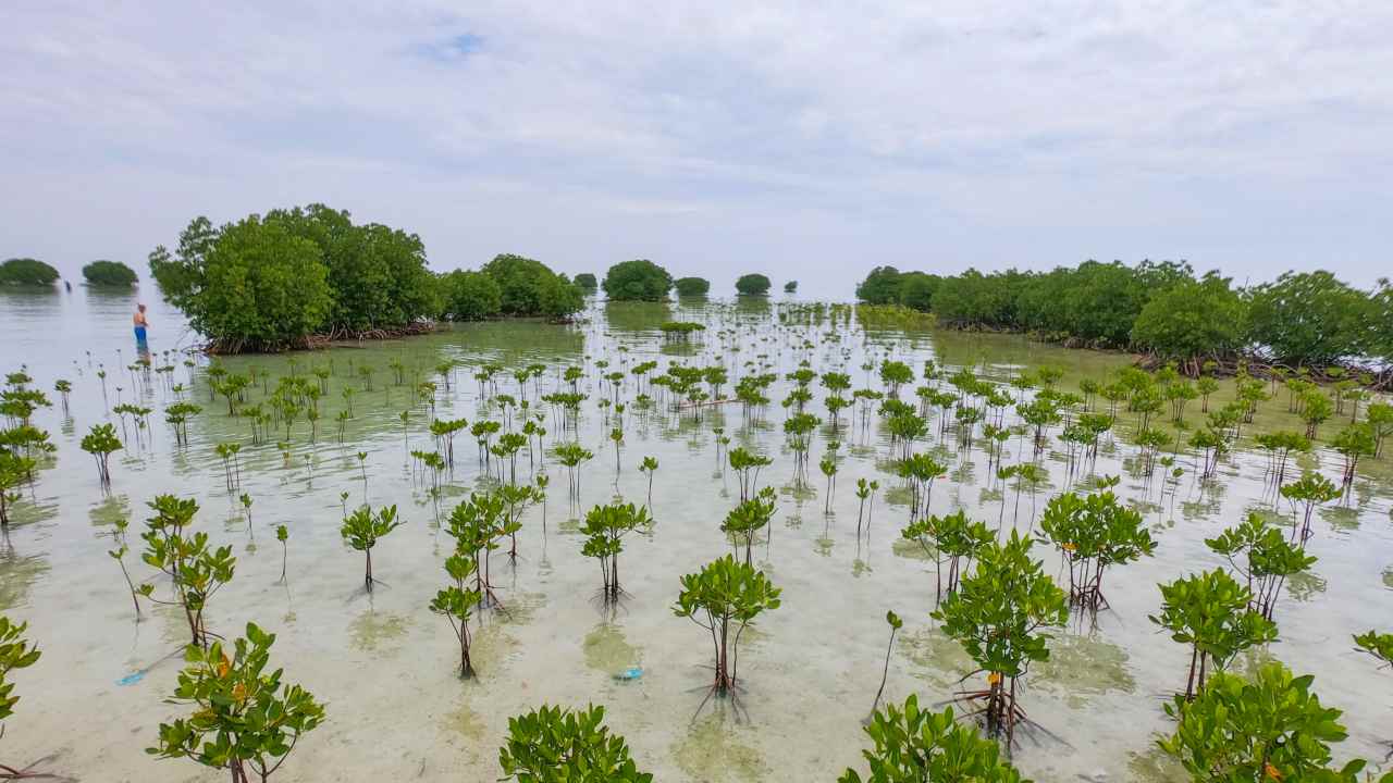 mangrove park pari island 