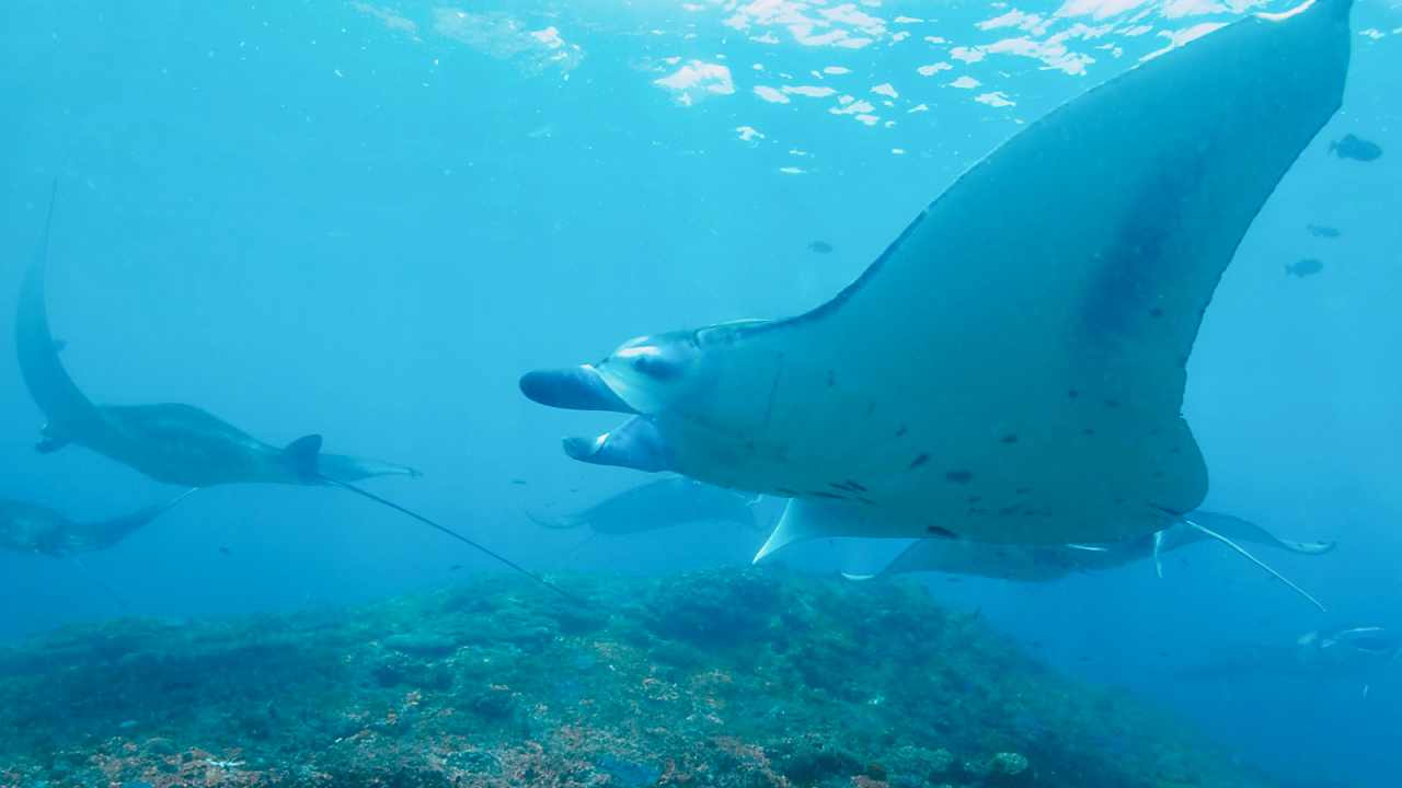 manta rays in manta point nusa penida island