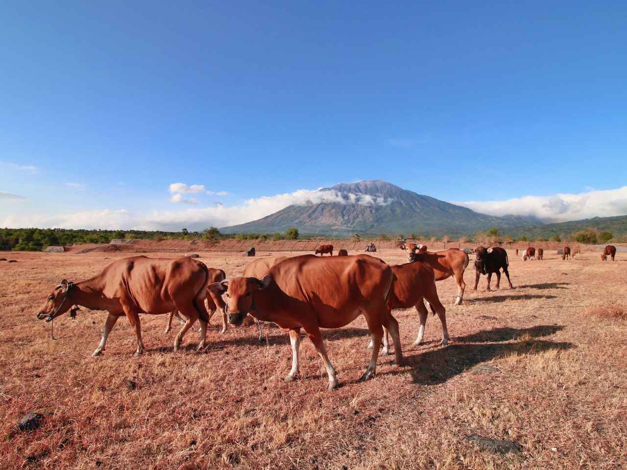 savana tianyar during dry season 