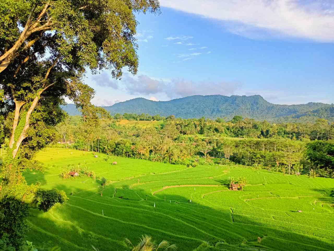 Sidemen Rice Terrace 